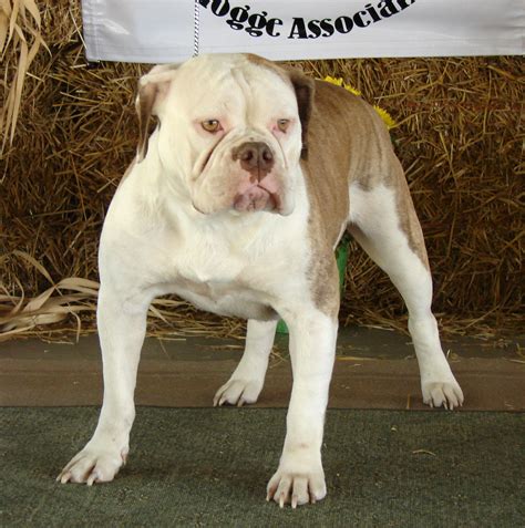 olde english bulldogge registration.